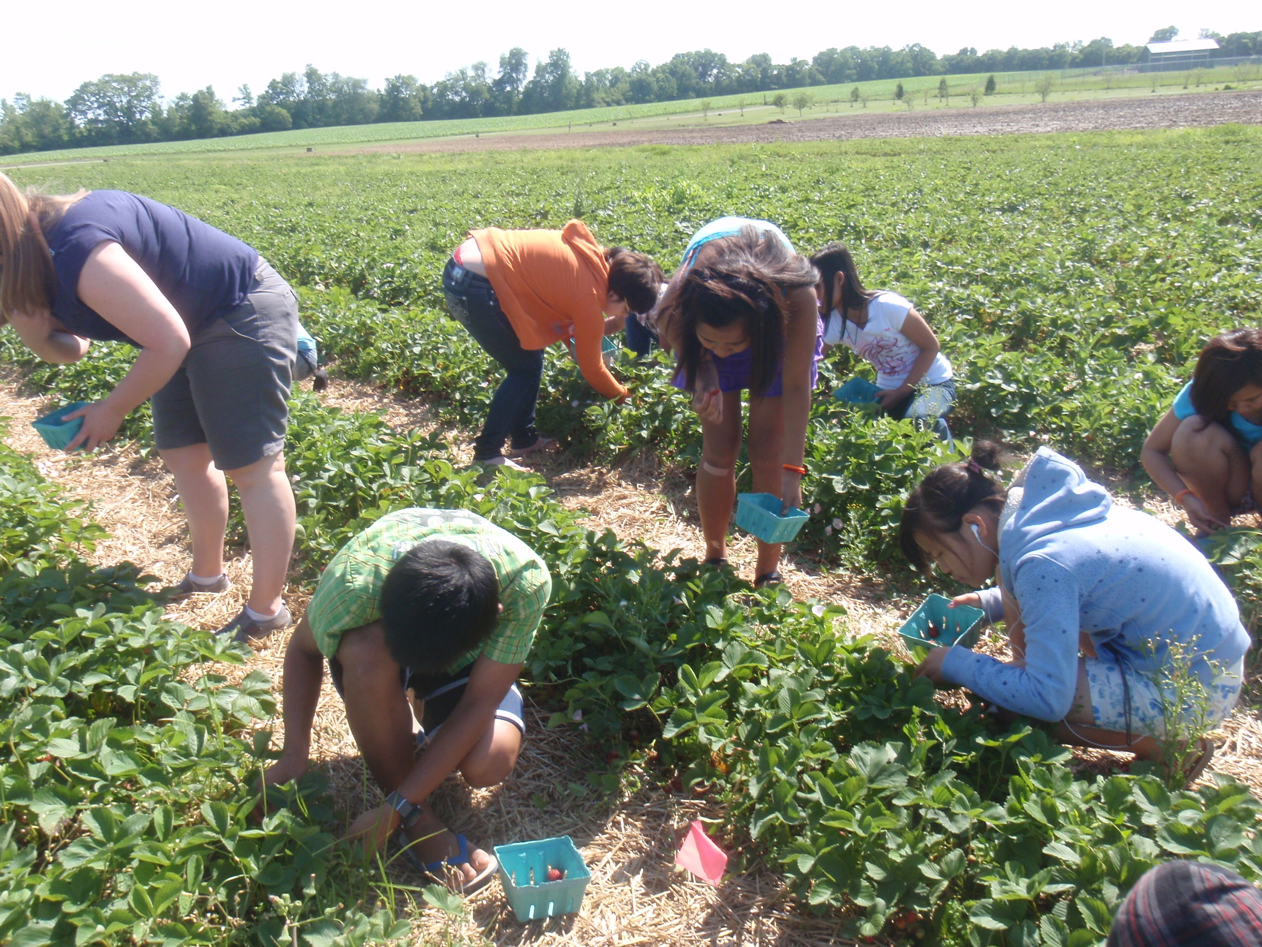 You Pick Berries – Spencer Farm, Noblesville – YUM!