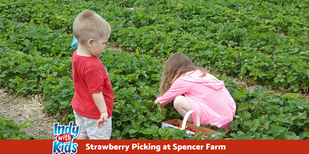 Pick Your Own Strawberries At Spencer Farm In Noblesville