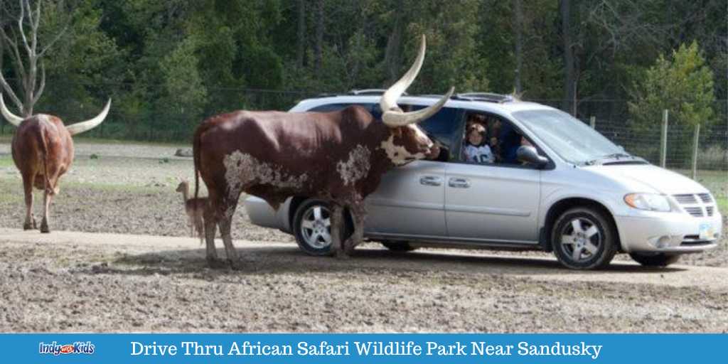 safari drive ohio