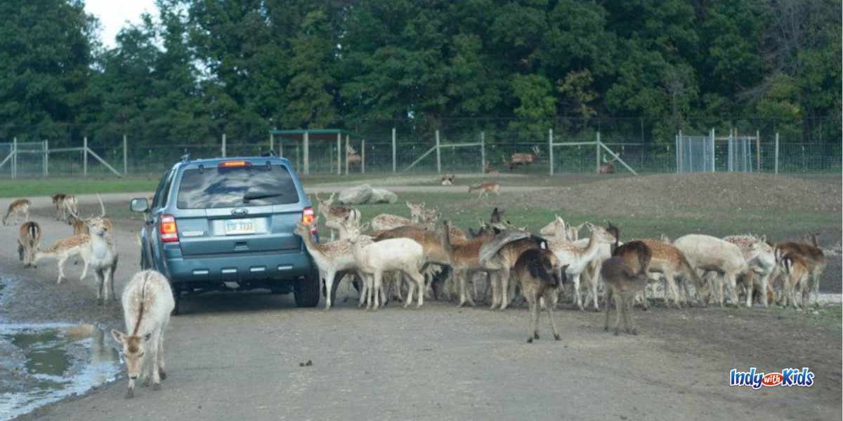 safari drive thru sandusky ohio