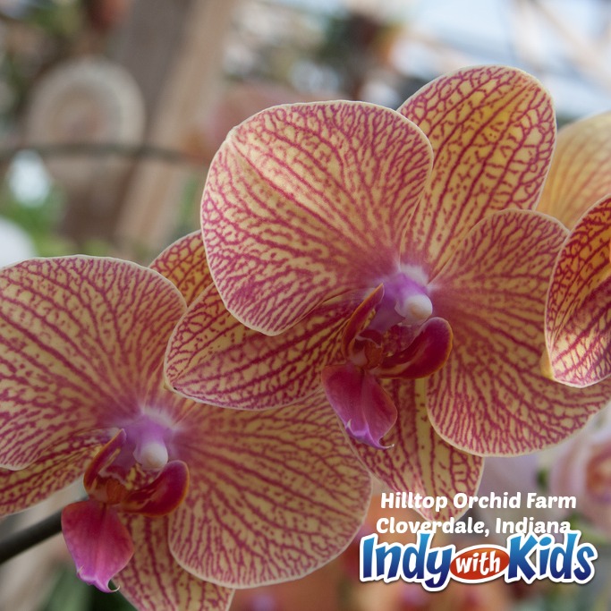 Hilltop orchid farm cloverdale indiana orange and pink