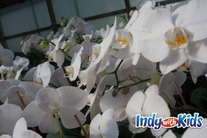hilltop orchid farm indiana