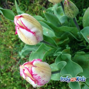 tulip dig at garfield park indianapolis sunken gardens