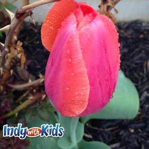 tulip pull at indy parks garfield park sunken garden free