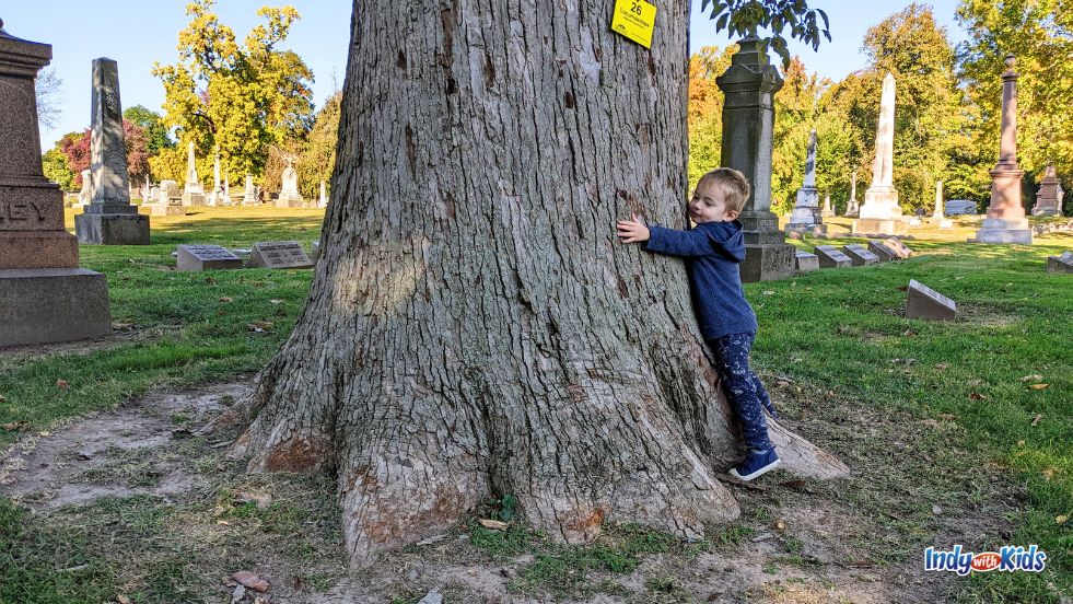 A boy stretches his arms to hug the trunk of a large tree at Crown Hill Cemetery.