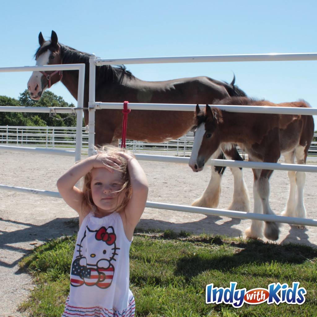 warm springs ranch clydesdales with kids