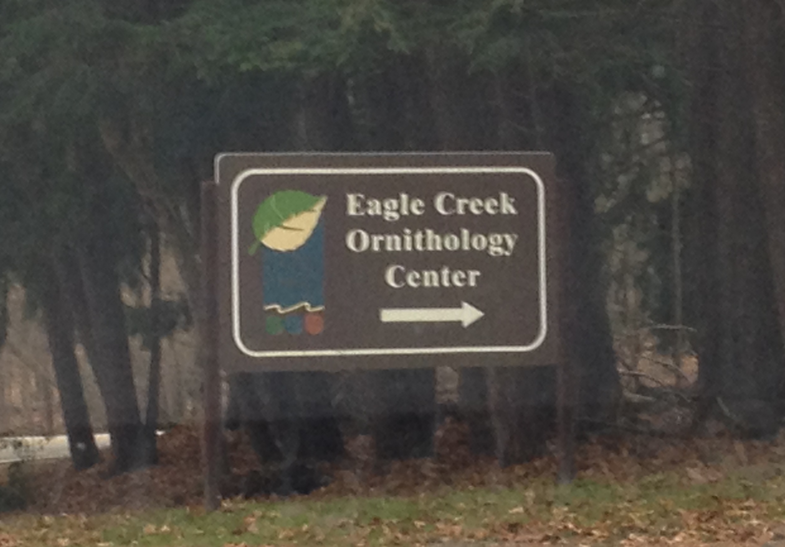 Sunday Morning Bird Walk