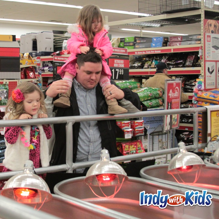 See Baby Chicks at the Tractor Supply Store or Rural King