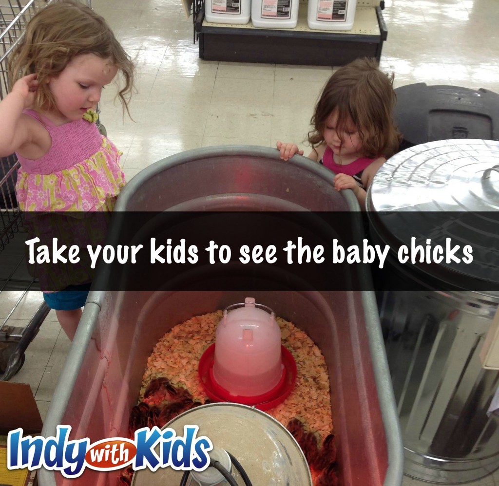 baby chicks at tractor supply indy kids