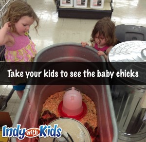 See Baby Chicks at the Tractor Supply Store or Rural King
