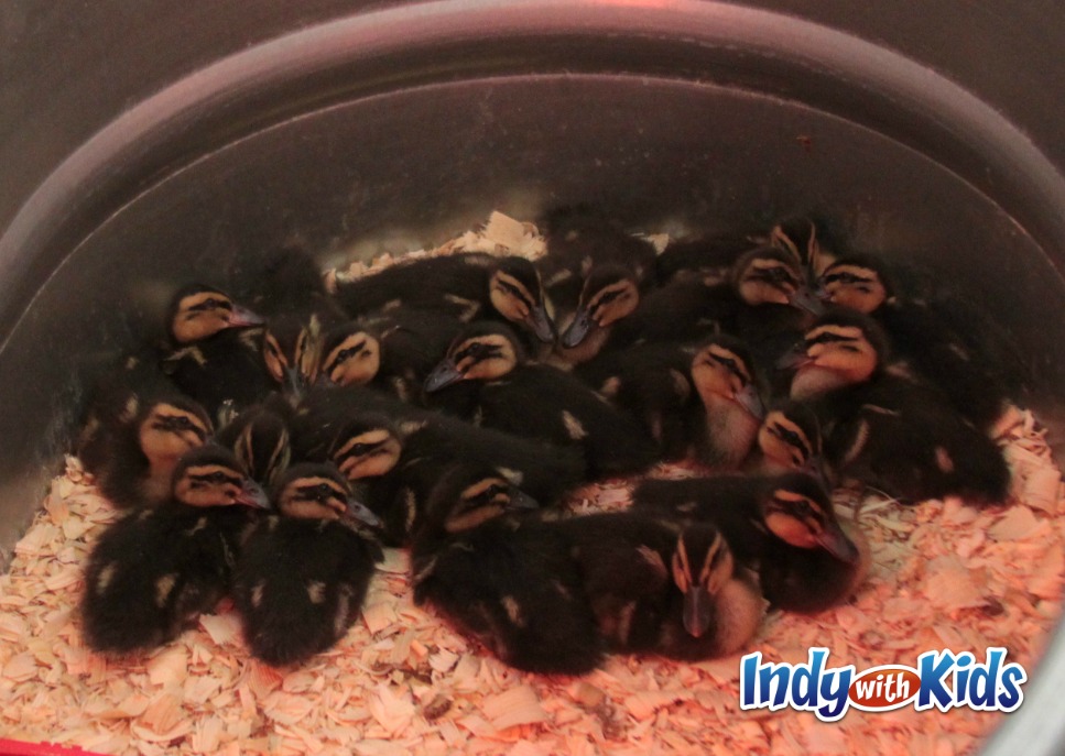 See Baby Chicks at the Tractor Supply Store or Rural King