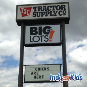 free things to do in indy chicks tractor supply