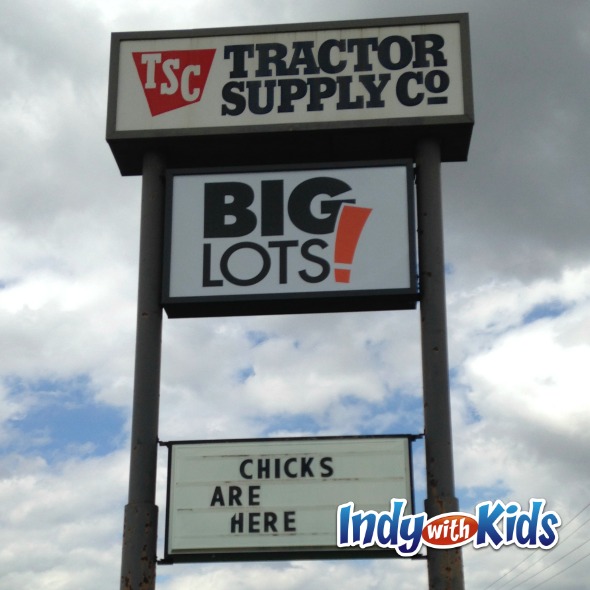 See Baby Chicks at the Tractor Supply Store or Rural King