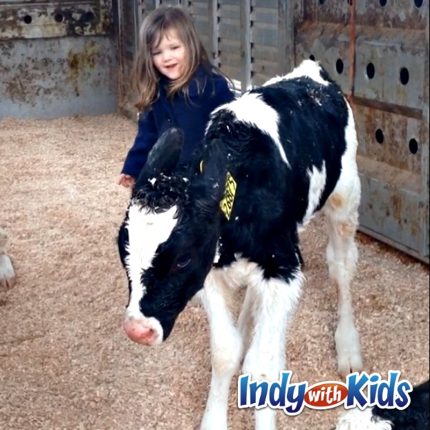 baby calf at homestead dairy indiana milk mom cow