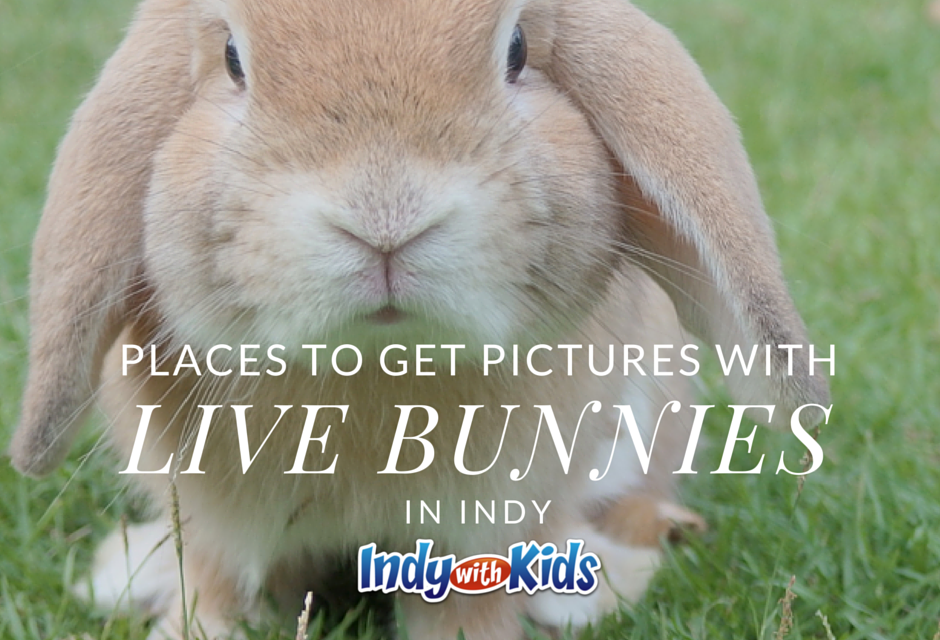 Best Places to Get Pictures with Live Bunnies for Easter