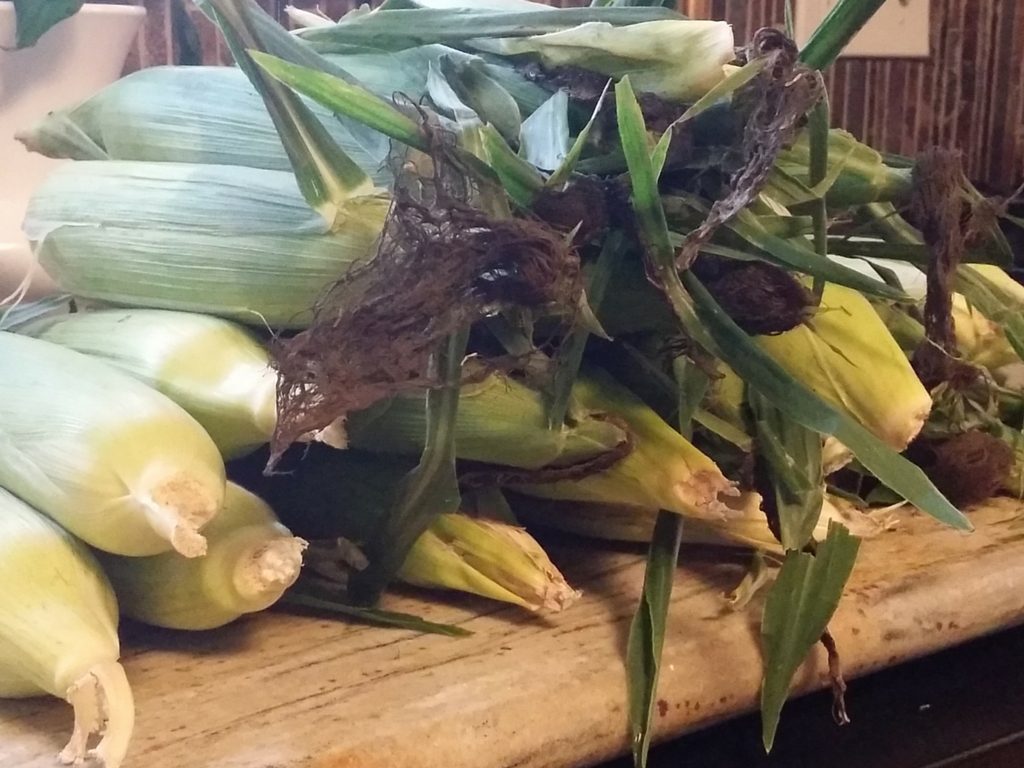 indiana sweet corn