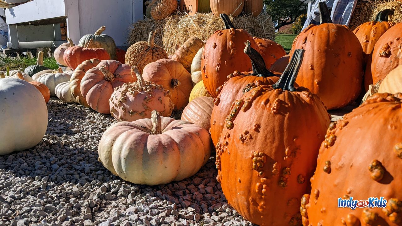 Hunt for unique pumpkins and gourds at Smith Family Farms Pumpkin Patch.