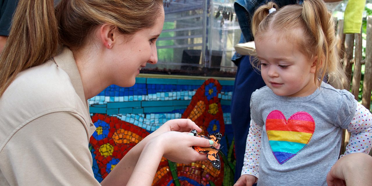 Get Up Close to Butterflies