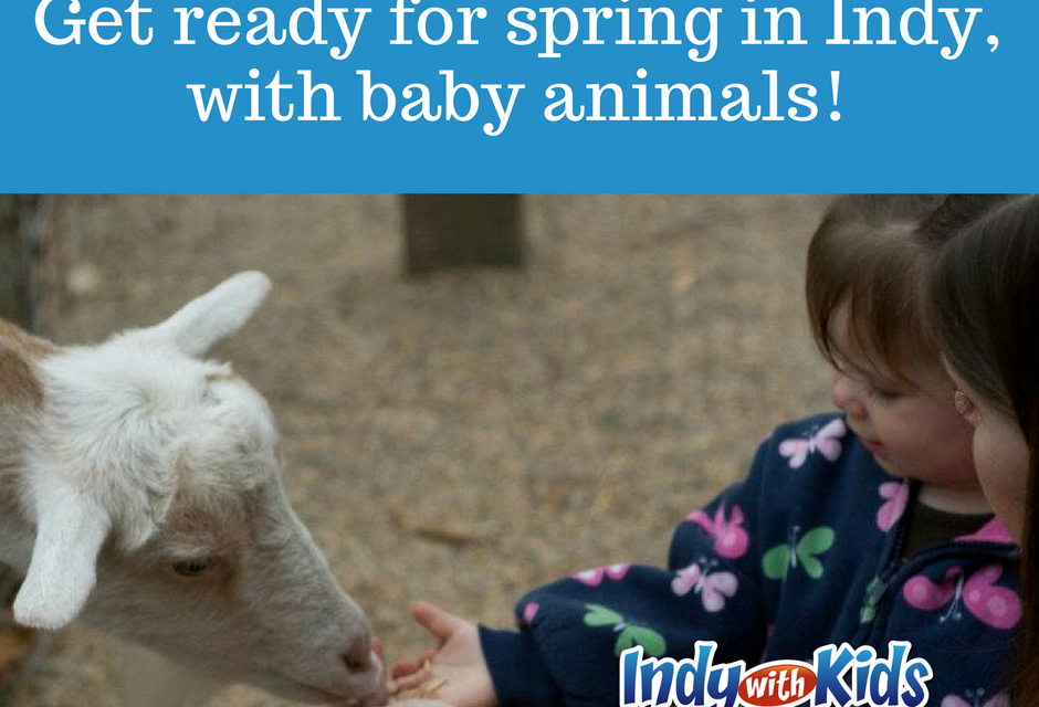 Get ready for spring with baby animals in Indianapolis!