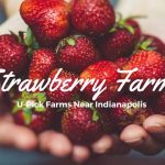Best Places to Pick Your Own Strawberries in Indianapolis