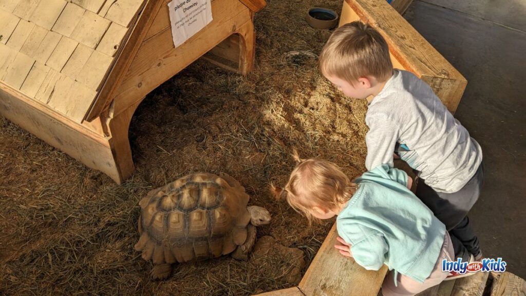 Nature center near me: Chumley the tortoise at Cool Creek