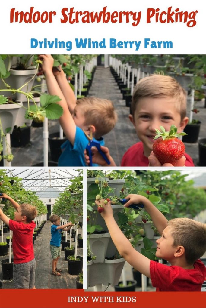 Strawberry Picking at Driving Wind Berry Farm Indy with Kids