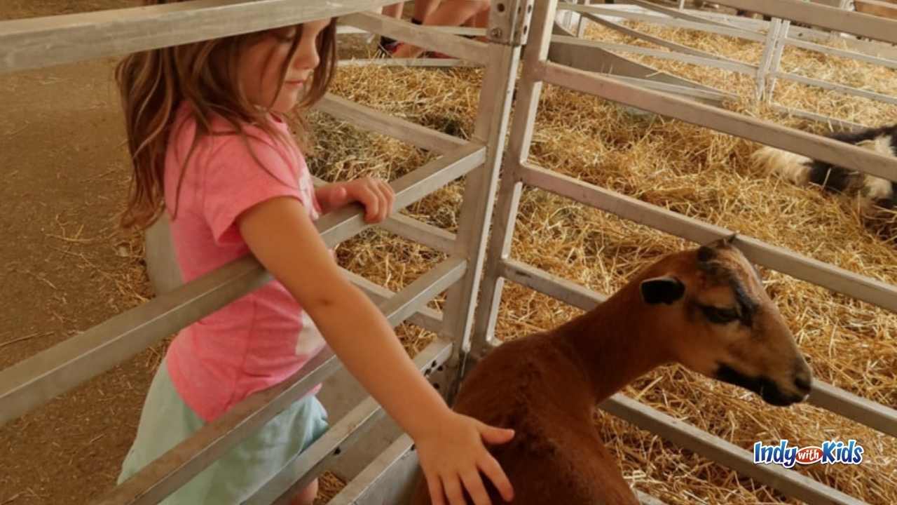 Meet Indiana State Fair Animals in the pavilions and barns on the south side of the fairgrounds.