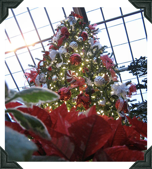 Christmas at Conservatory Crossing 2019