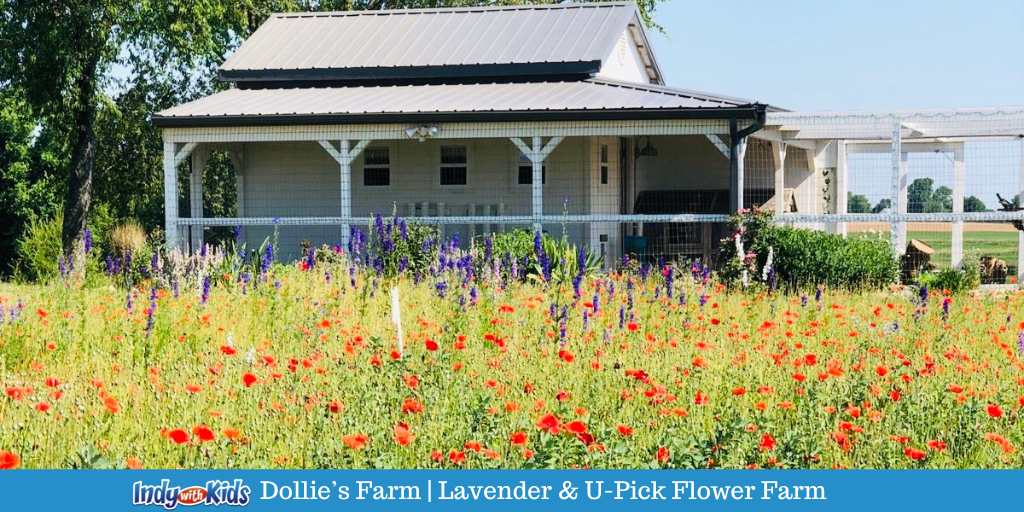 Dollie's Farm Lavender and U-Pick Flowers