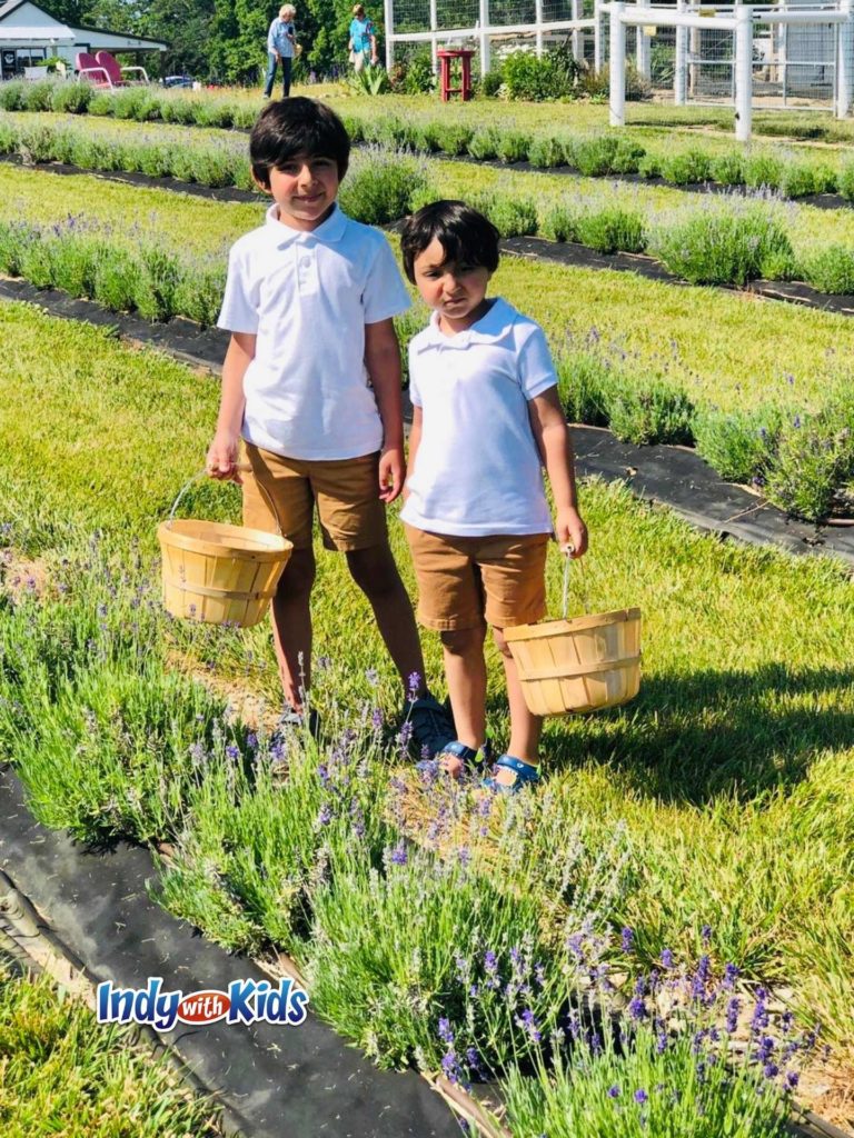 Dollie’s Farm A Lavender & UPick Flower Farm