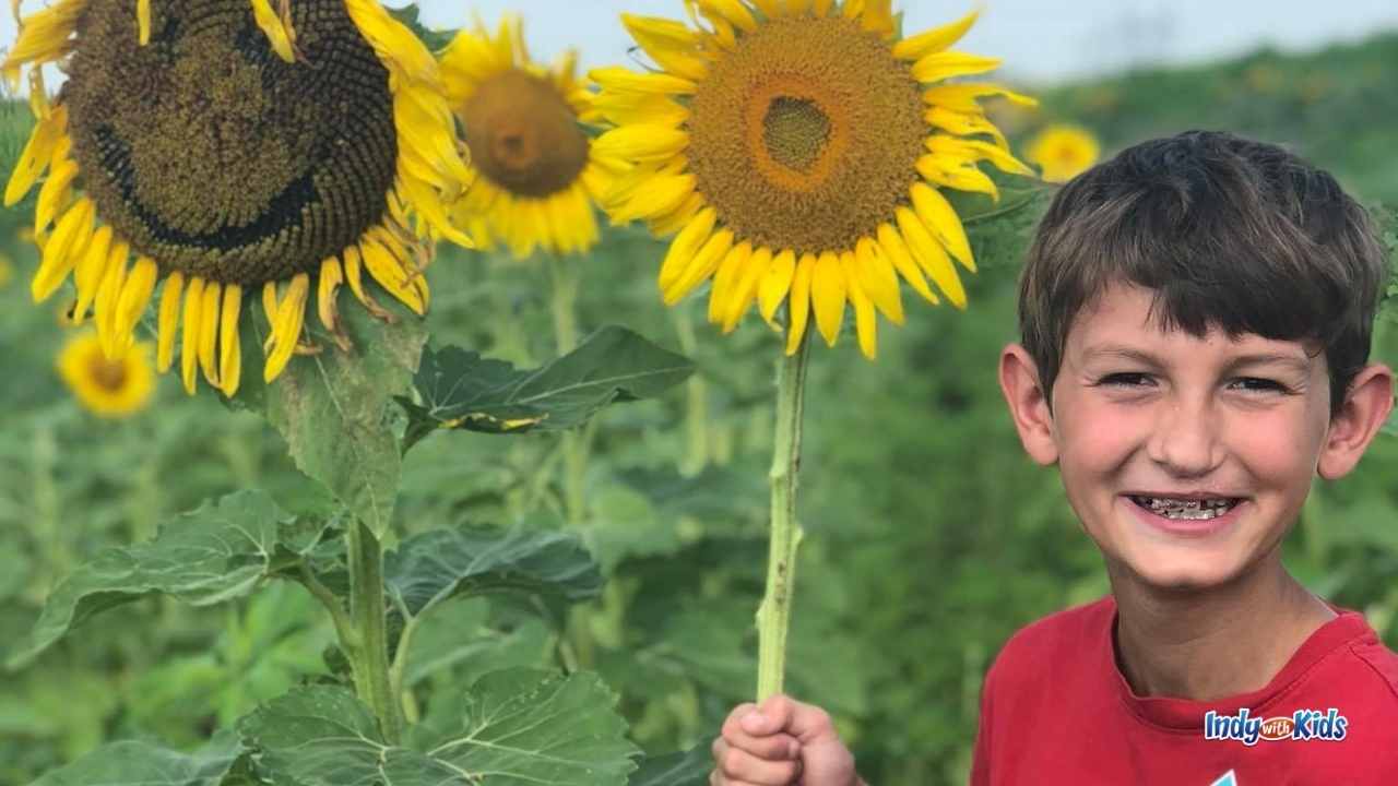 Immerse yourself in the Sunflower Meadow at Tuttle Orchards.