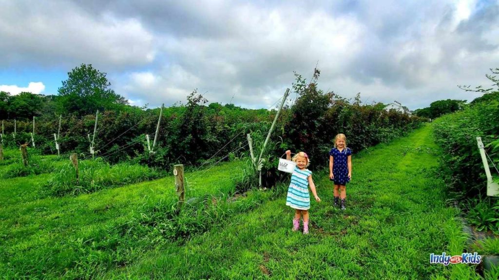 Wild Blackberry Farms UPick Blackberries Near Fortville