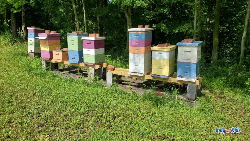 Wild Blackberry Farms UPick Blackberries Near Fortville