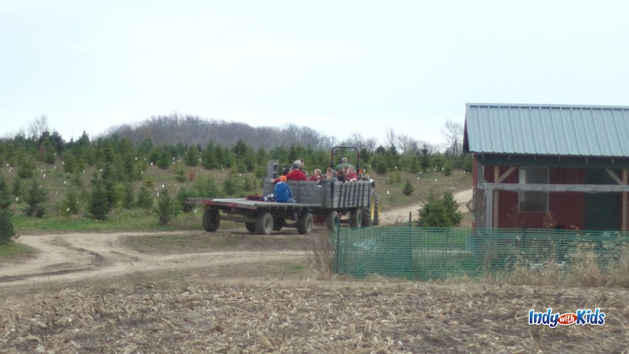 Visit Piney Acres Tree Farm in Fortville to cut your own Christmas tree.