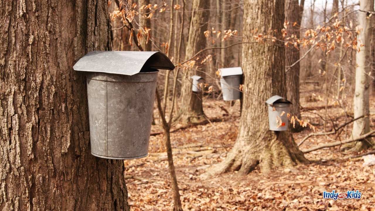 February Date Nights ideas include maple syrup festivals. Here, metal buckets for collecting sugar maple sap are scattered on tree trunks throughout a forested area.