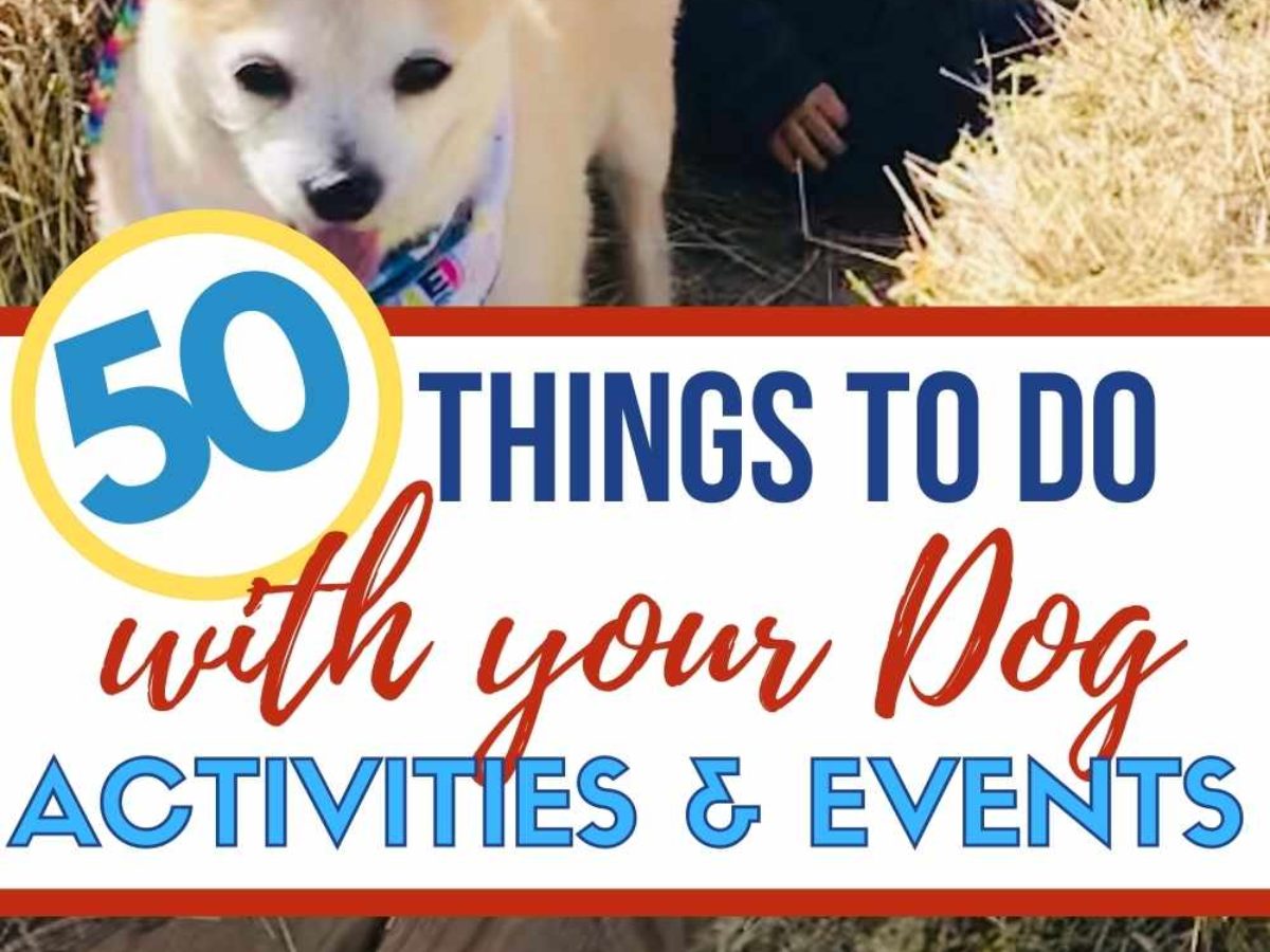 50 Fun Things To Do With Your Dog