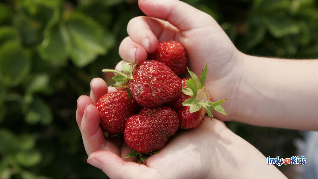 Looking for "strawberry picking near me?" These Indy-area farms have sweet U-pick berries.