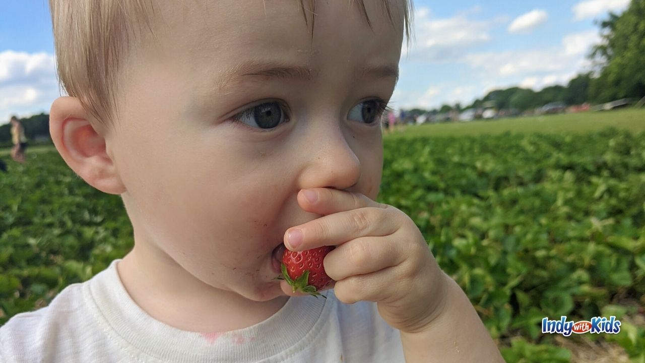 Looking for "strawberry picking near me?" Spencer Farm offers sweet u-pick berries.