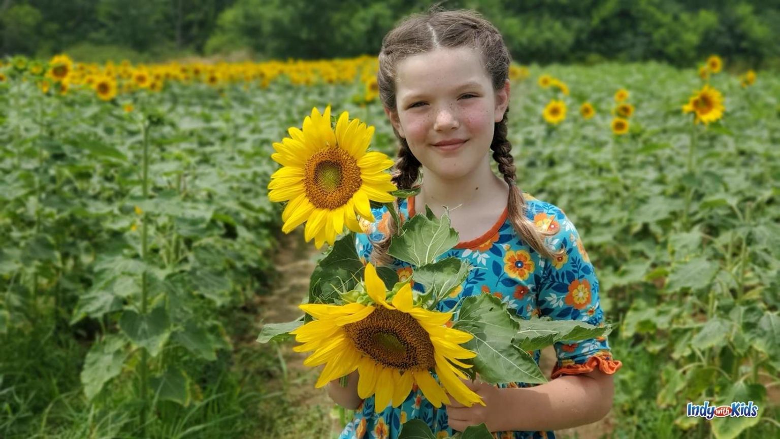 Flower Farms Near Me Local Options for Visiting
