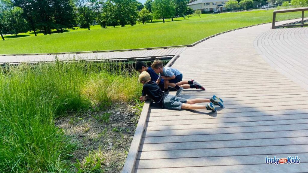 three boys lay down on a large boardwalk with their heads hanging over the boardwalk looking down at the wetlands below at meadowlark park