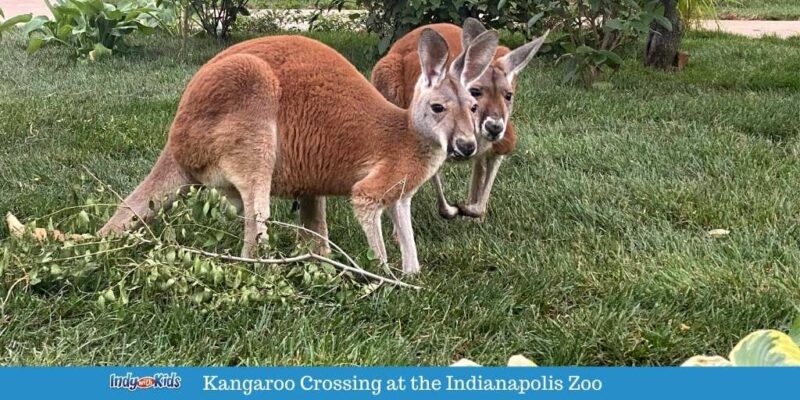 Kangaroo Crossing Opens This Weekend | Walk Among Red Kangaroos and ...