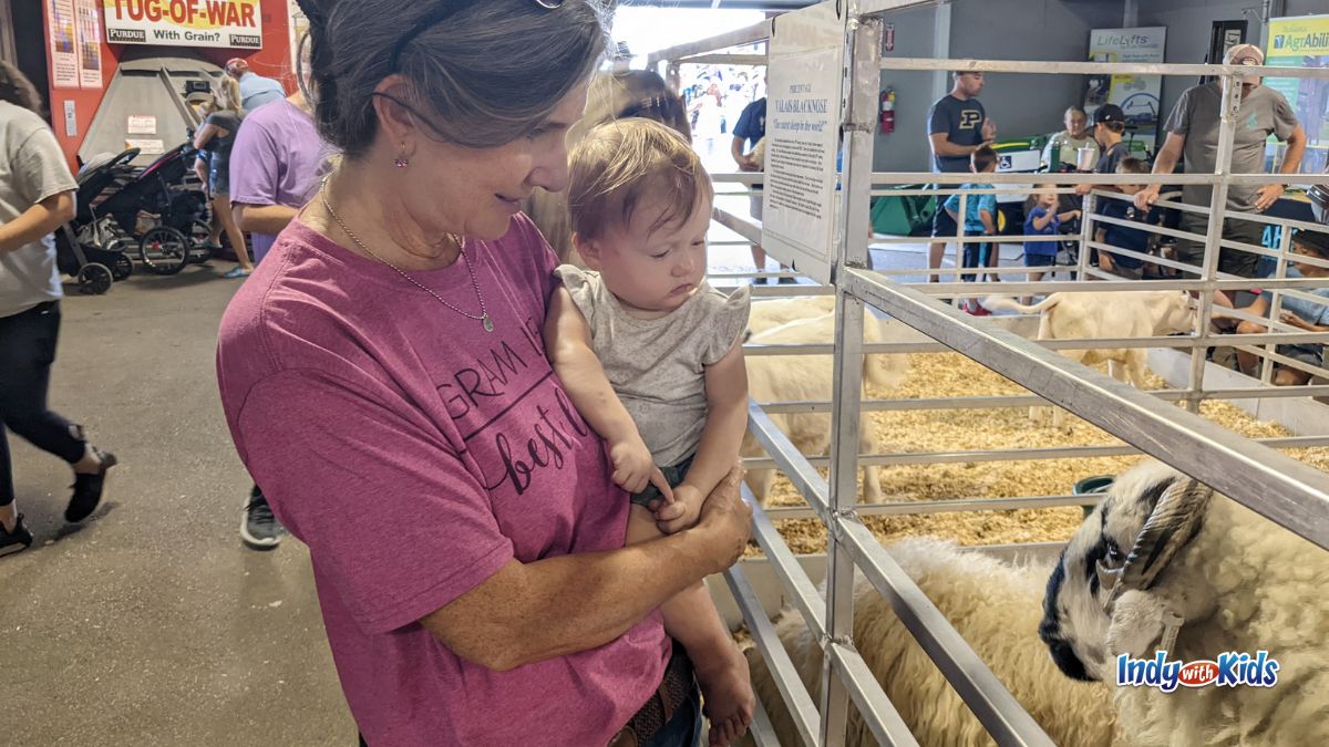 Indiana State Fair Kids Activities: Visit animals with your babies and toddlers.