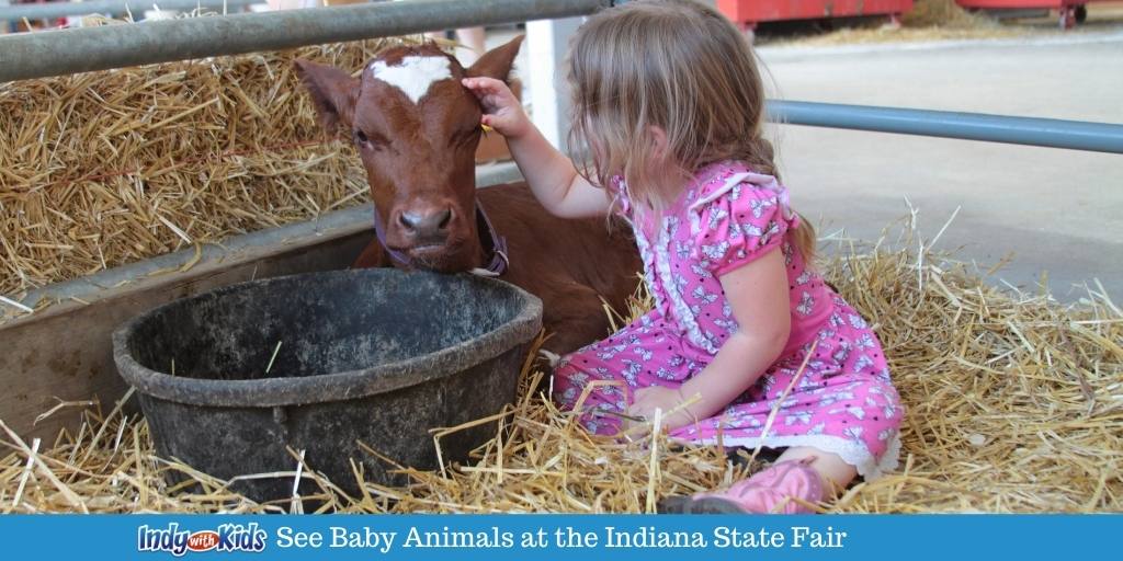 See Baby Animals at the Indiana State Fair