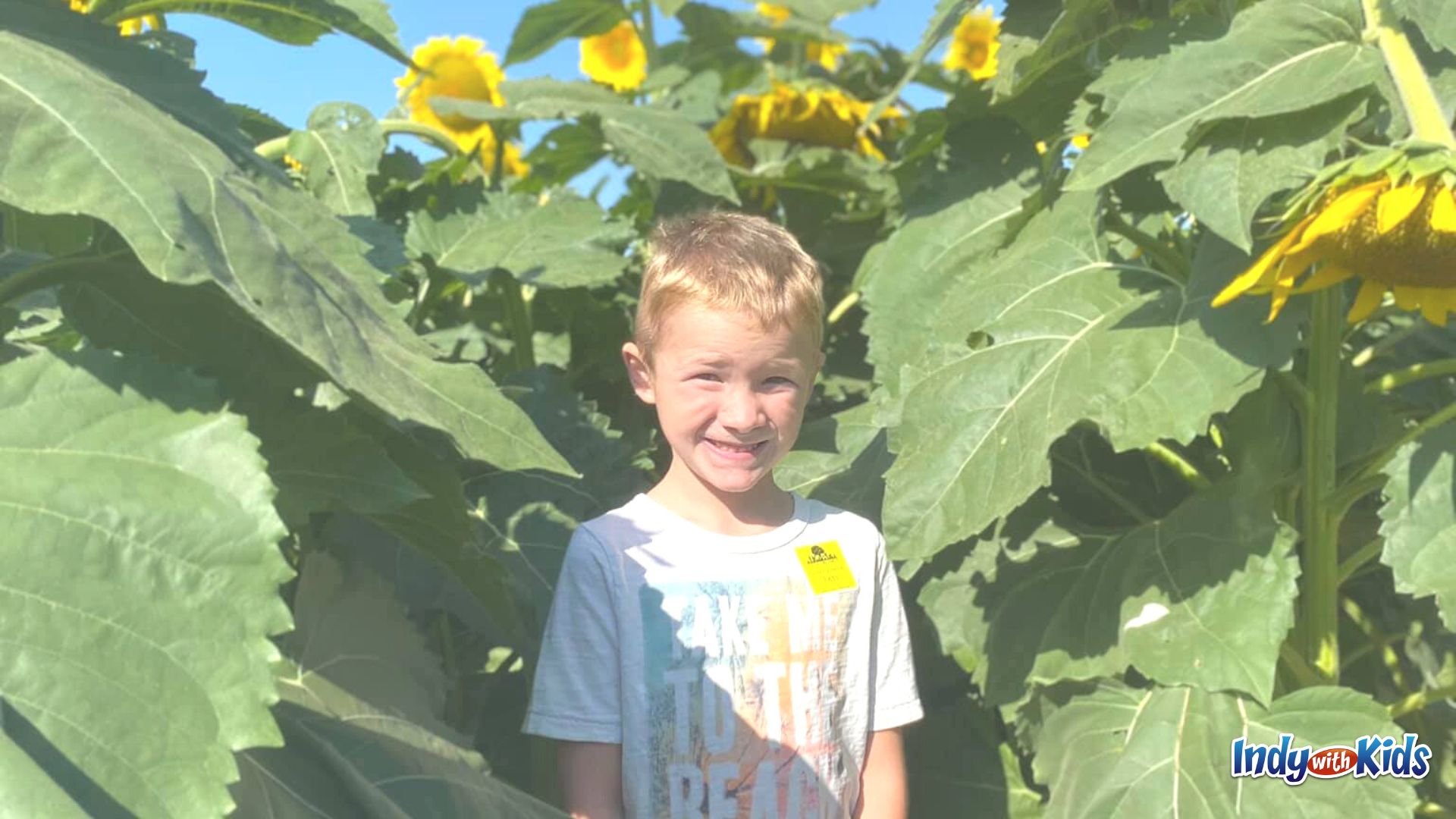 Tuttle Orchards offers a late-summer Sunflower Meadow and u-cut wildflowers.