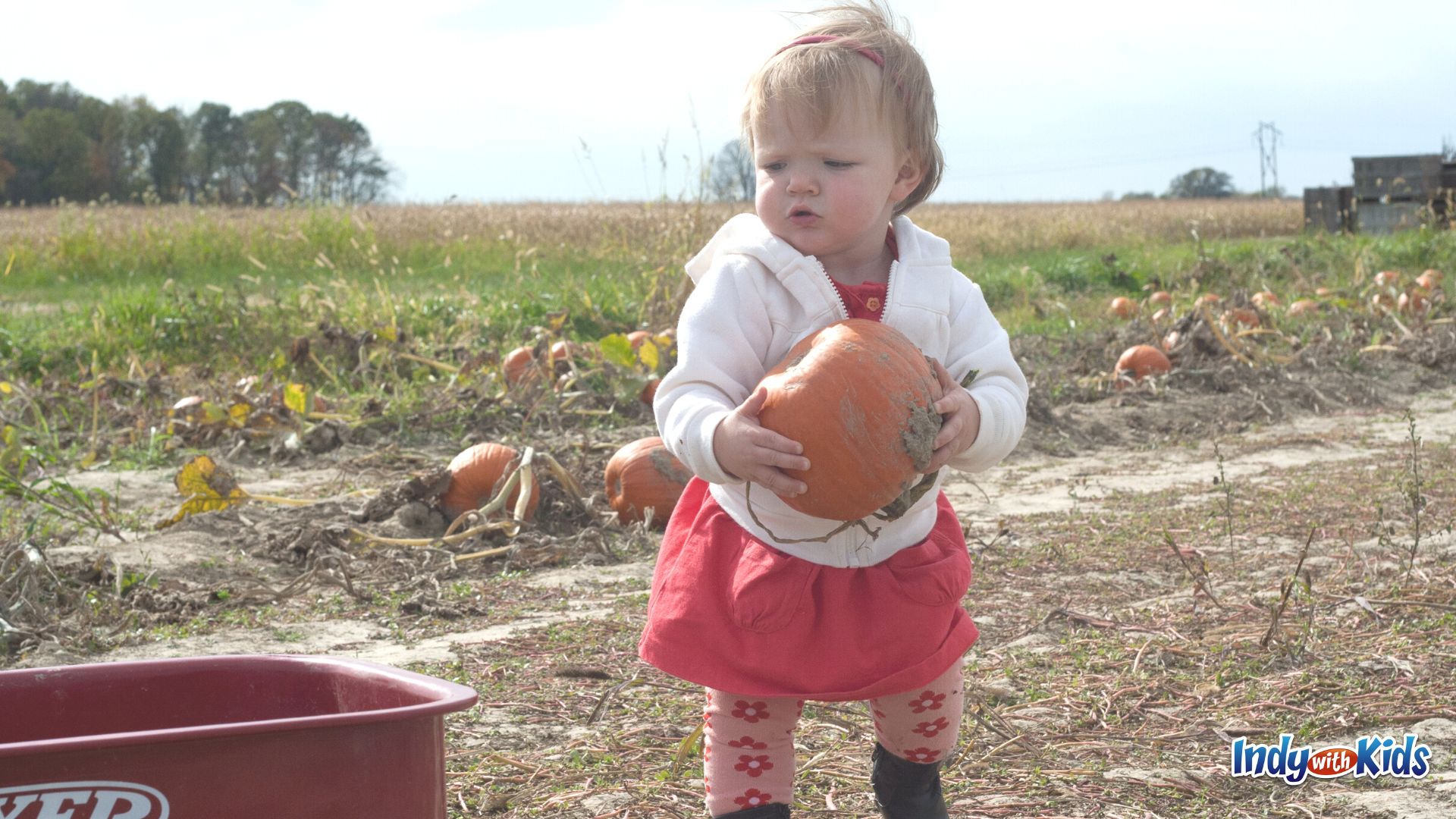 Tuttle Orchards' pumpkin patch opens in late September.