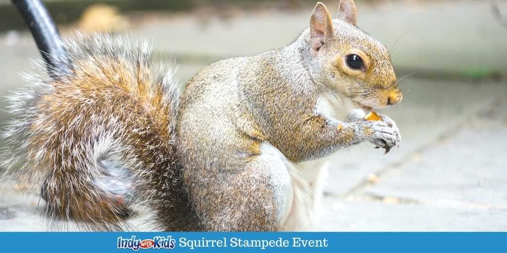 Squirrel Stampede
