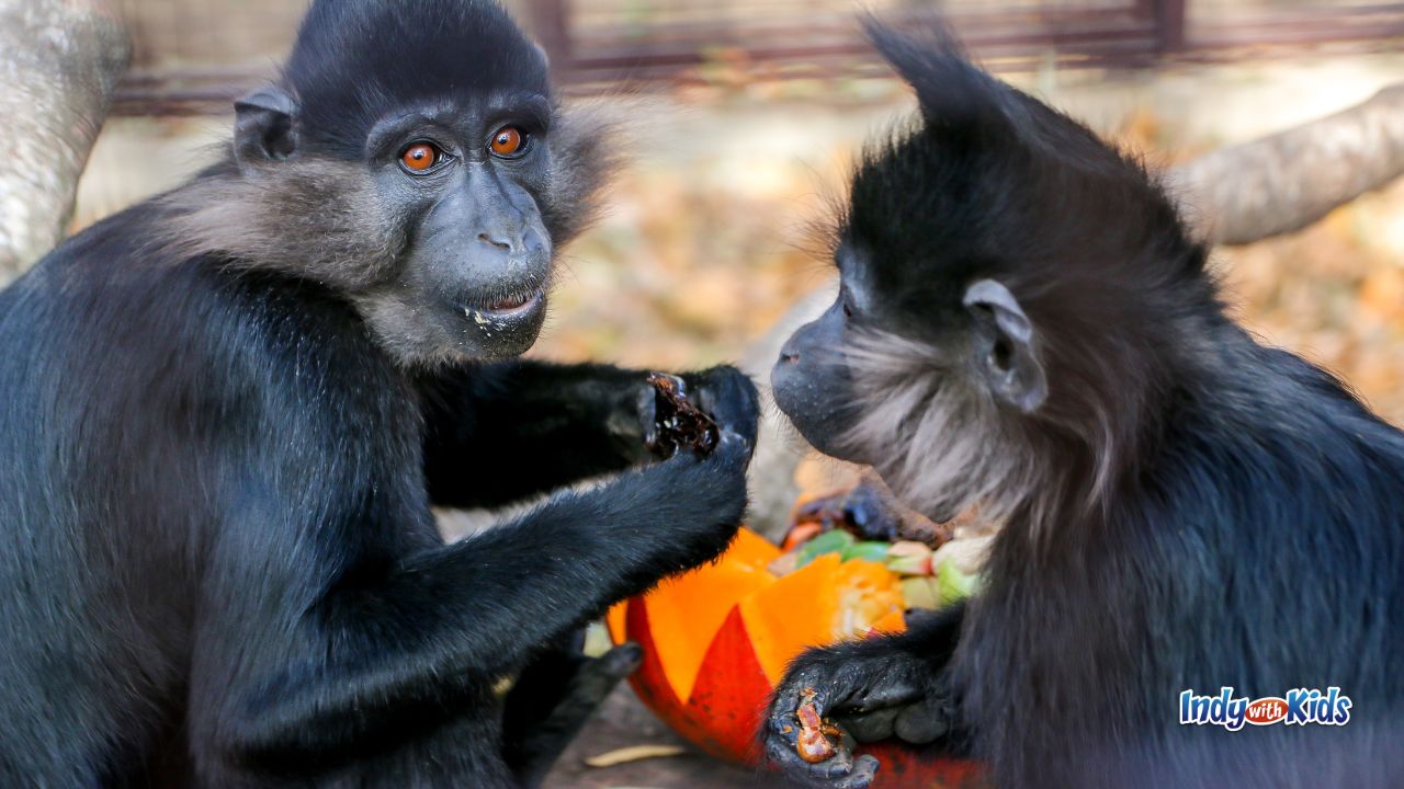 Fall Break Trips for Families: St Louis Zoo