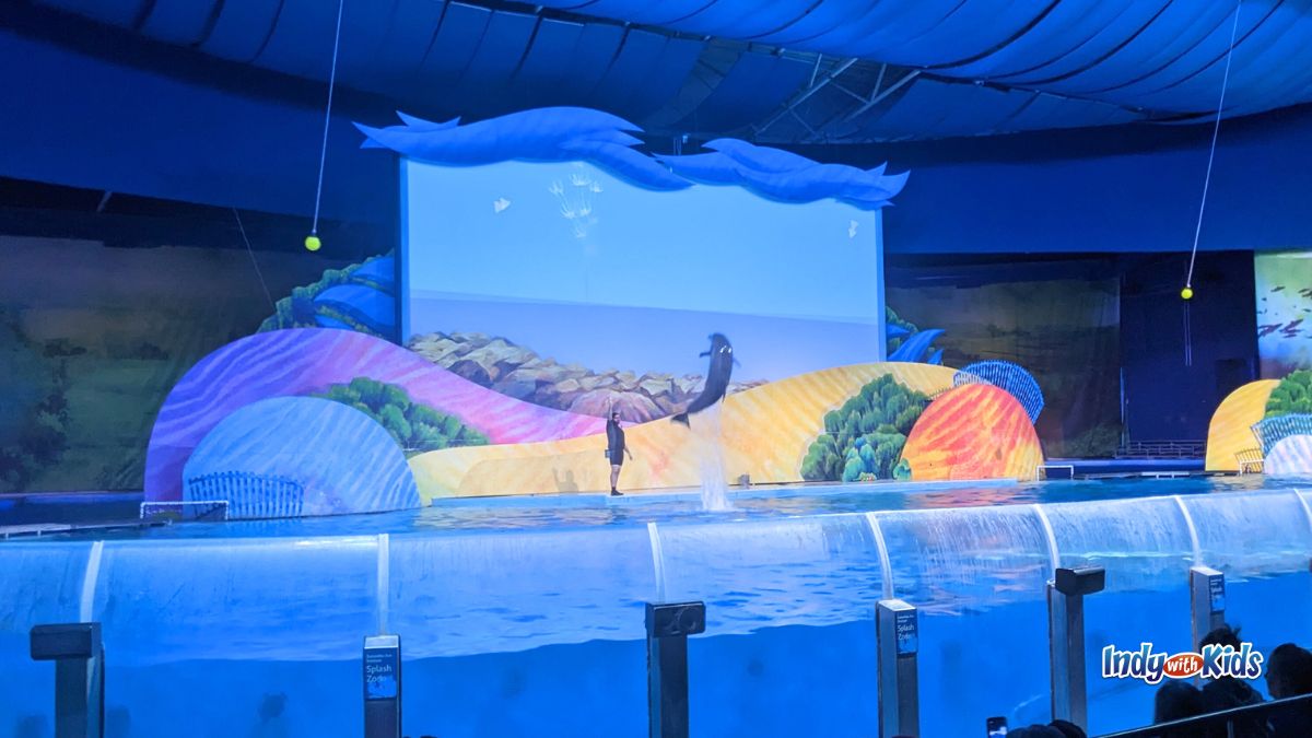 The Indianapolis Zoo's dolphin presentation is spectacular.