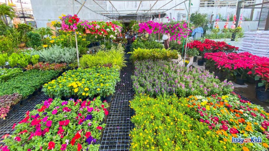 rows of colorful plants and hanging plants are inside a large outdoor greenhouse