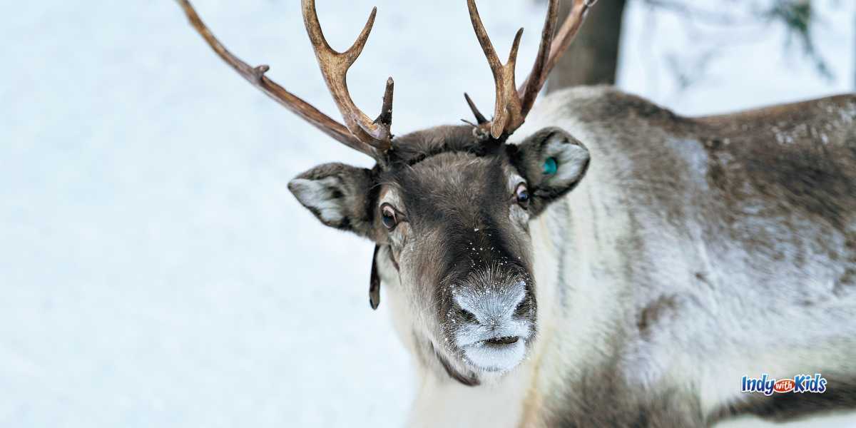 Greenfield holiday events: Reindeer on Main